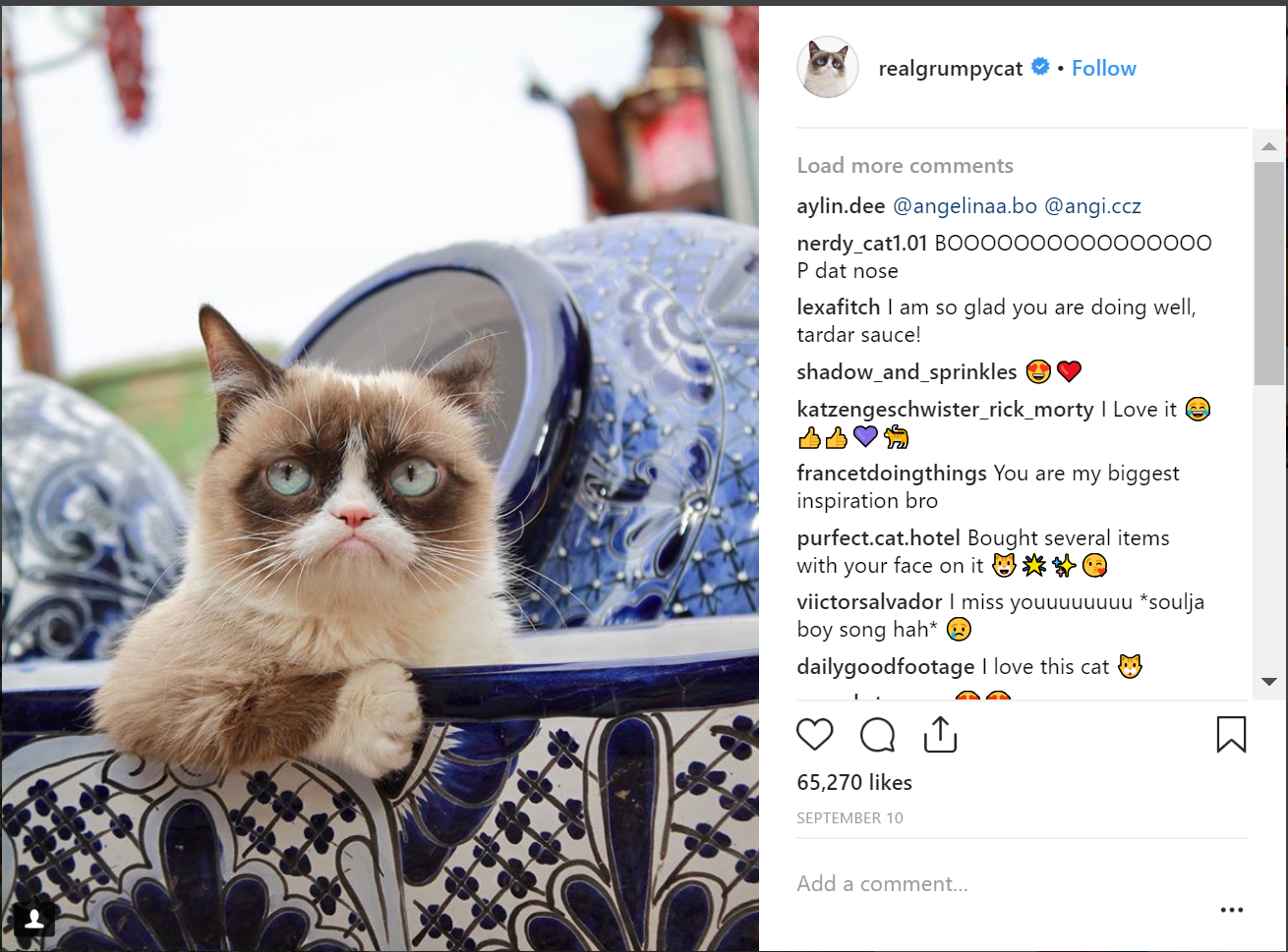 Top 30 Cat Instagram Hashtags and Accounts