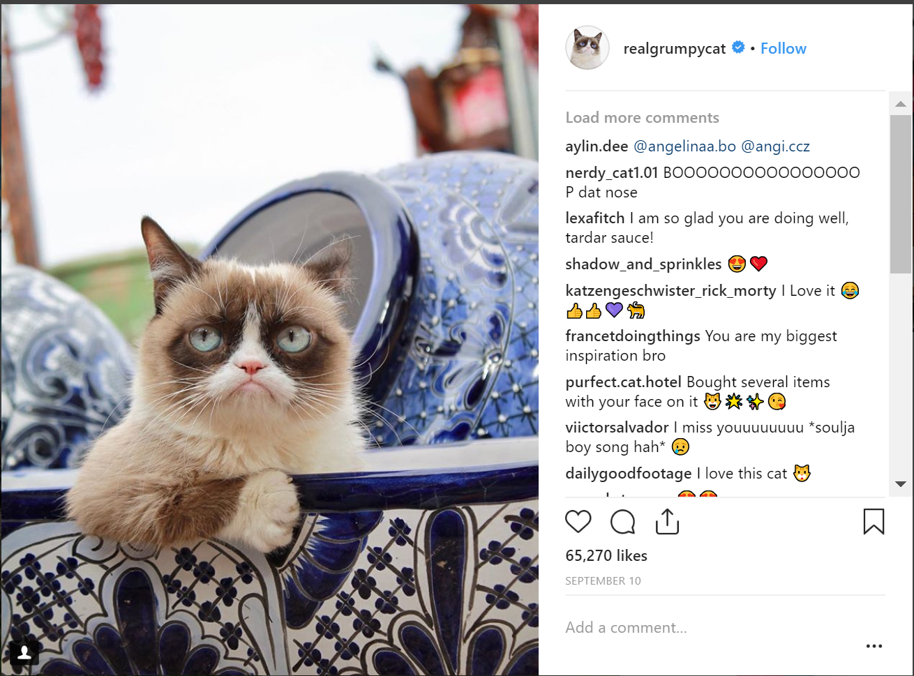 The real grumpy cat is a top instagram account