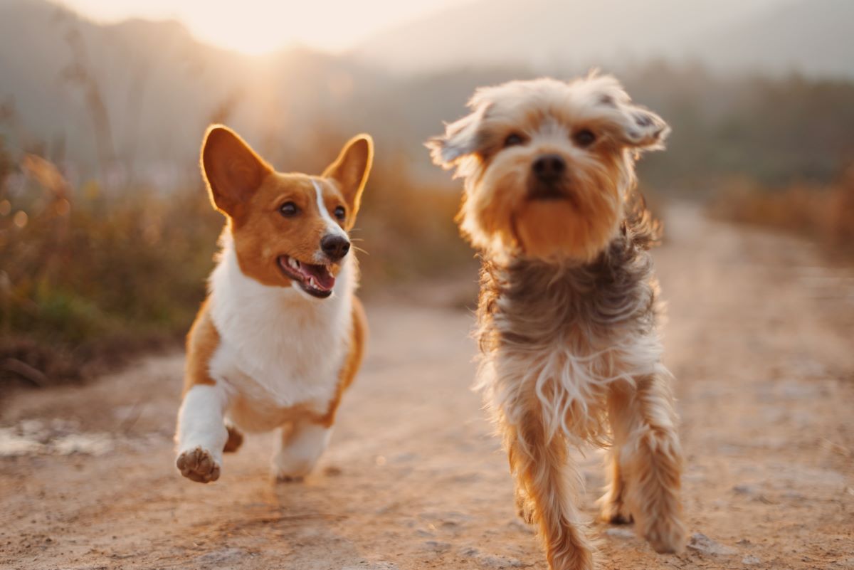 Dogs running in picture with good dog hashtags