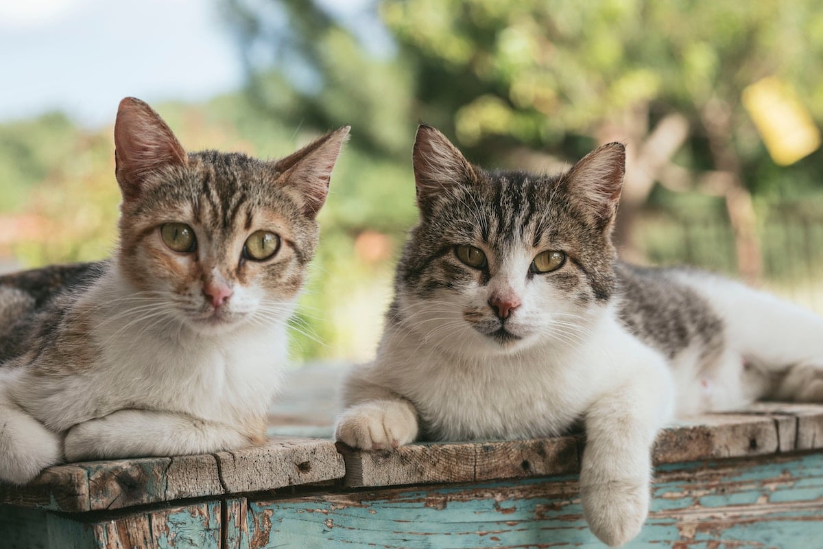 Top 30 Cat Instagram Hashtags and Accounts Top 30 Cat Instagram Hashtags and Accounts