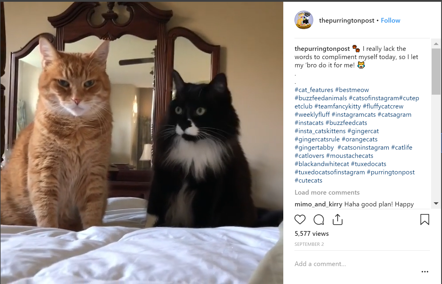 Top 30 Cat Instagram Hashtags and Accounts