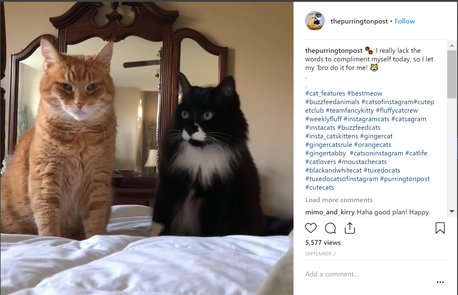 The purrigton post best cat instagram acount
