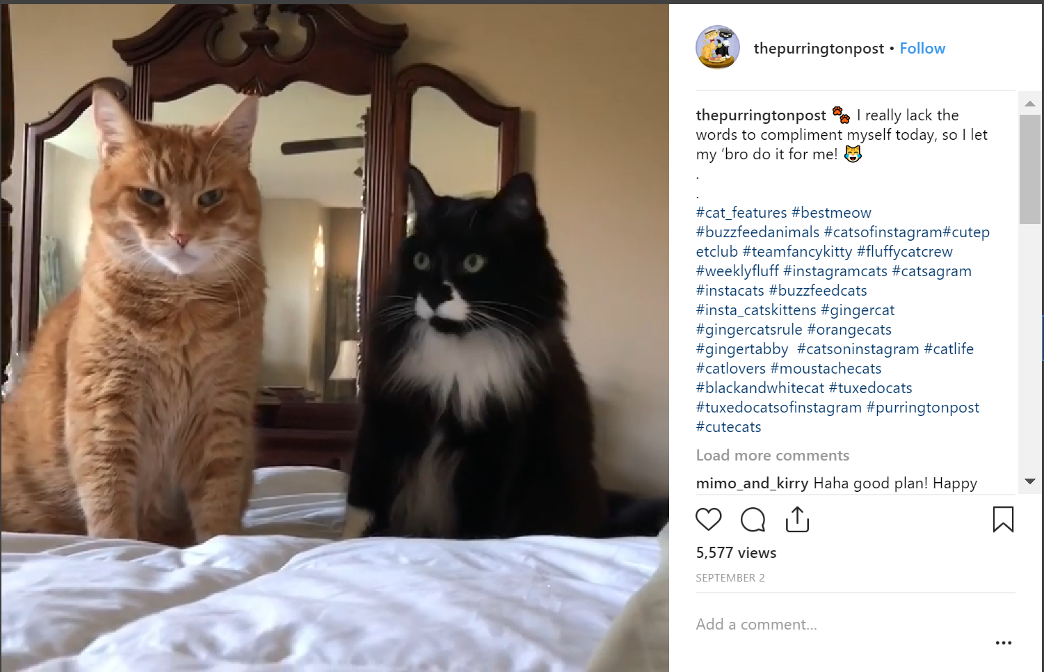 Top 30 Cat Instagram Hashtags and Accounts Top 30 Cat Instagram Hashtags and Accounts