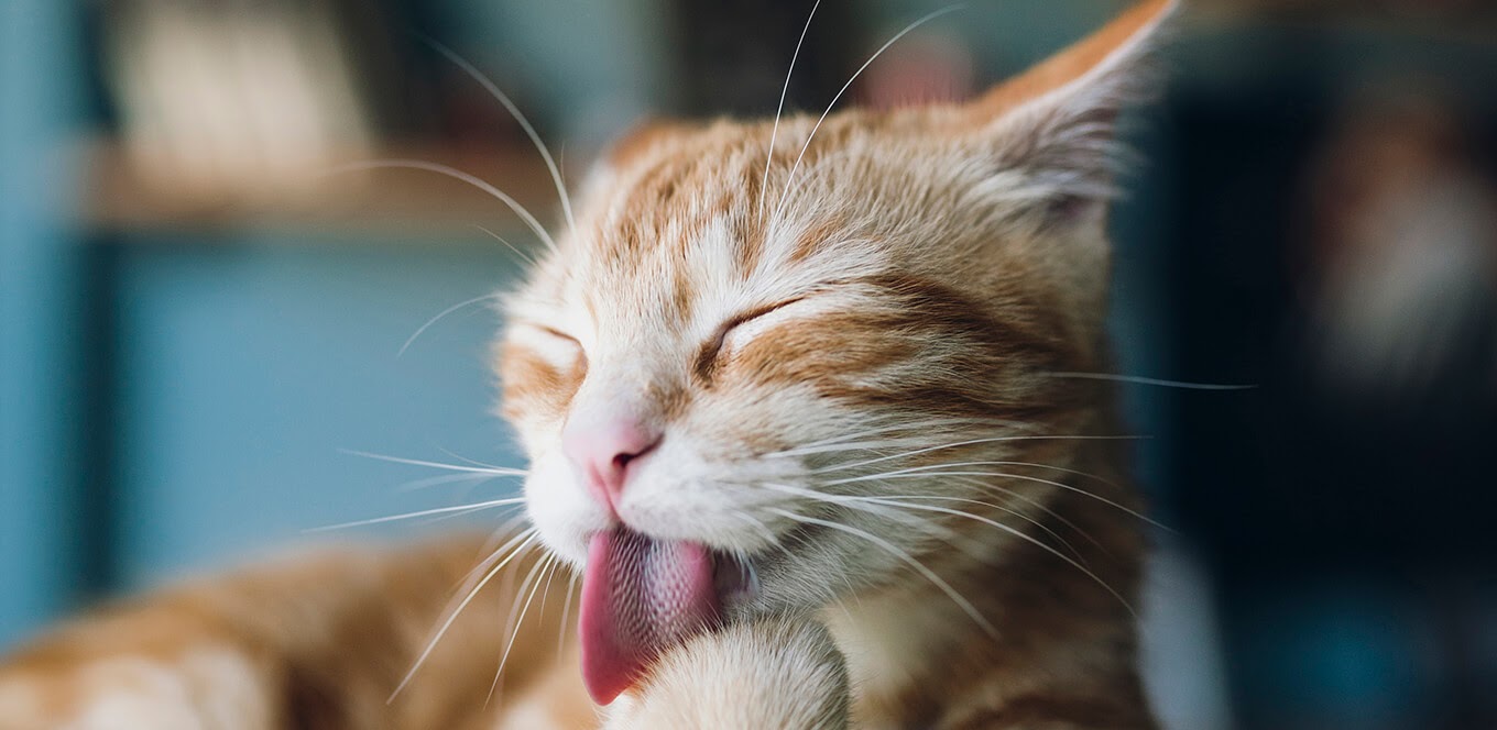 Cat TikTok Hashtags